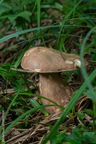 Bild auf Leinwand Summer Bolete emerges amidst lush green grass in a woodland area during a sunny