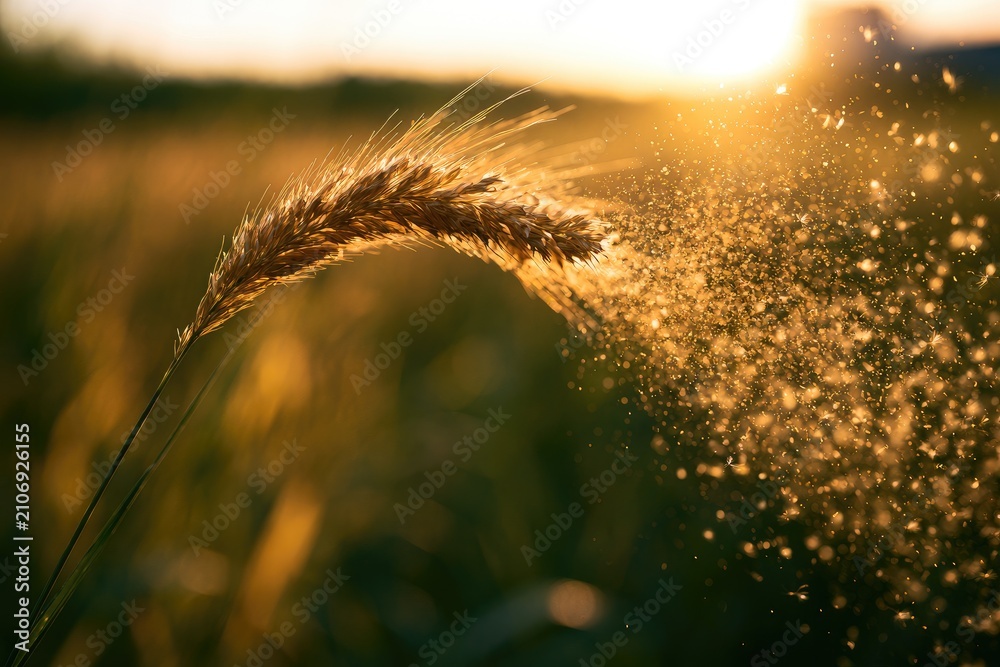 Fototapeta premium Golden wheat stalk sheds pollen in warm, hazy sunset light