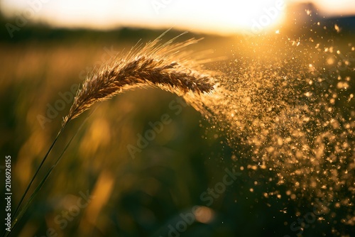 Golden wheat stalk sheds pollen in warm, hazy sunset light