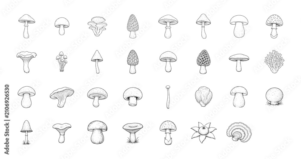 Fototapeta premium Mushroom hand drawn vector set – detailed botanical ink illustration of wild edible and forest fungi species