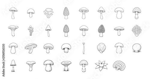 Bild auf Leinwand Mushroom hand drawn vector set – detailed botanical ink illustration of wild edi