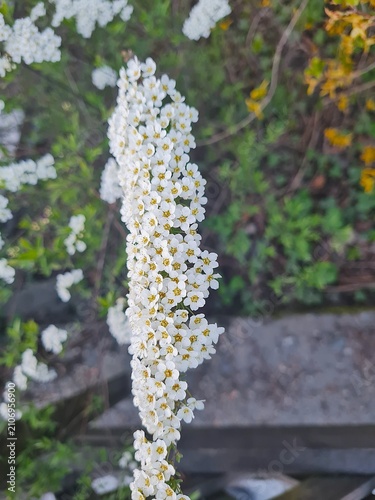 blooming cherry tree