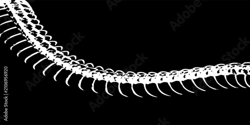 A detailed dragon spine curve featuring intricate vertebral segments. A black-and-white CT scan pattern.