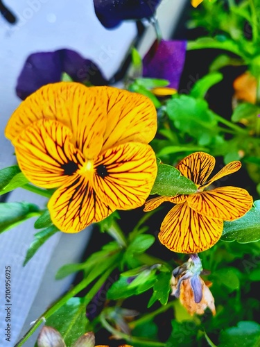 yellow flower in the garden