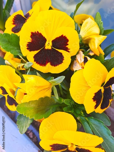 yellow flowers in a garden