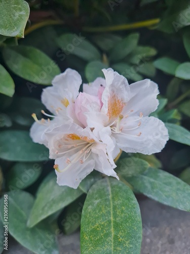 Three white buds with green leaves.