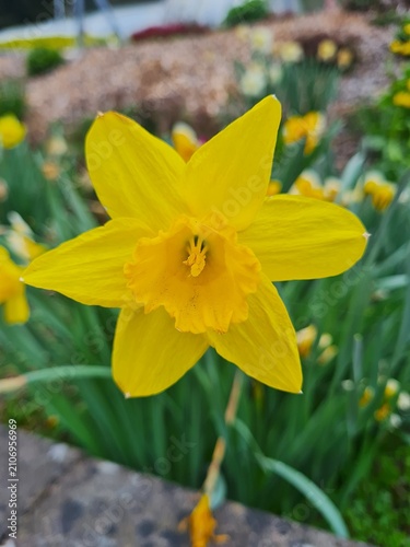 yellow daffodils in the garden
