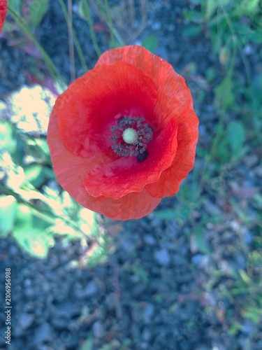 red poppies in the field