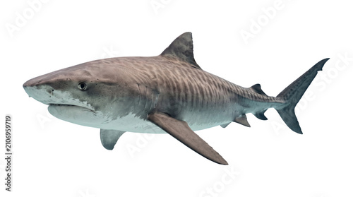 Large tiger shark swimming in ocean depths with detailed gray skin texture isolated on transparent background.