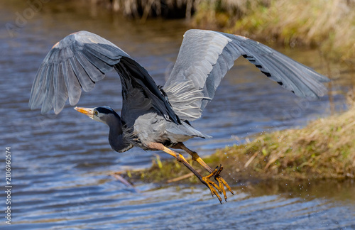 Εκτύπωση καμβά Great Blue Heron