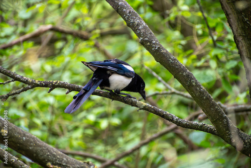 Foto Eurasian Magpie Perched on a Tree Branch in Nottingham, UK