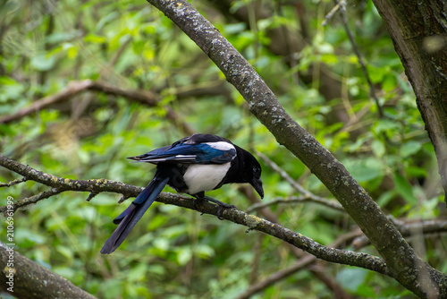 Fotografie Eurasian Magpie Perched on a Tree Branch in Nottingham, UK