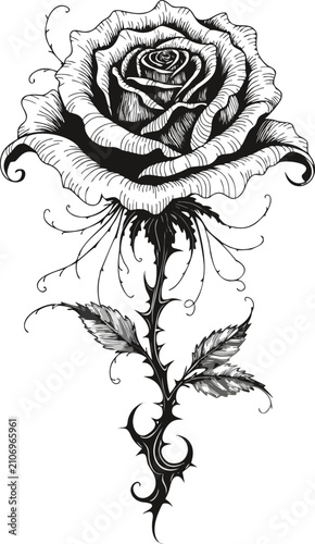 Gothic rose with thorny stem tattoo design black and white engraving illustration on transparent background for graphics.