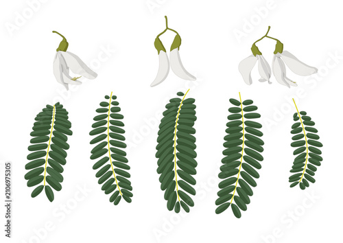 sesbania grandiflora and sesbania grandiflora leaves on white background