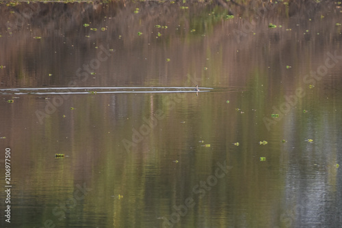 reflection in water