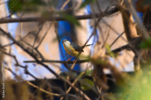 bird on a branch