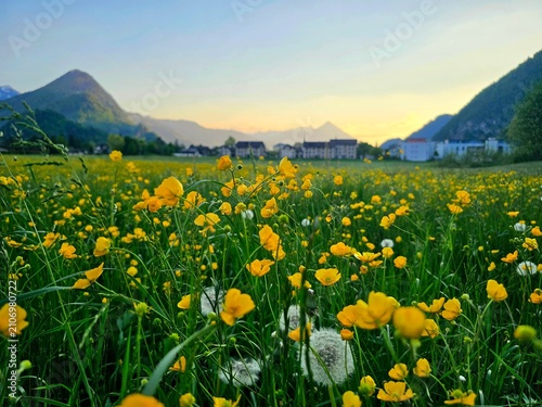meadow with flowers at interlaken, swiss