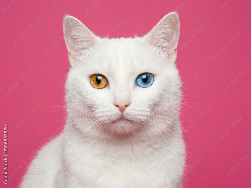 Fototapeta premium Beautiful white cat with heterochromia eyes looking at camera on a pink background