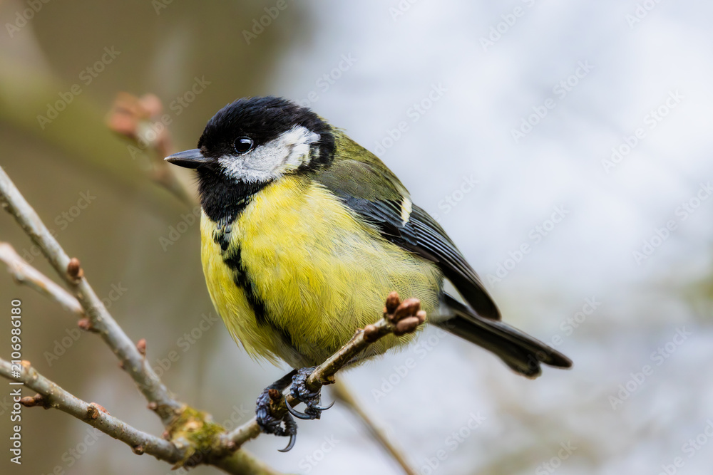 Obraz premium A Great Tit perches at Ham Wall, Somerset — black tie on, yellow waistcoat immaculate, ready for whatever the day brings.