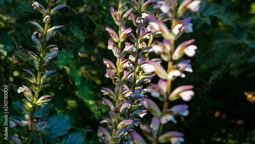 Obraz na płótnie Acanthus mollis Flower Spikes in Evening Light — Bear's Breeches Purple Bracts a