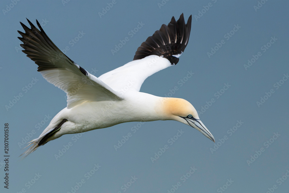 Fototapeta premium Gannet in flight