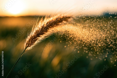 Golden light illuminates a lone wheat stalk scattering seeds in a field at sunset