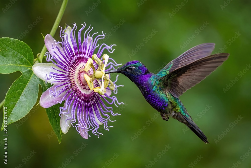 Obraz premium A vibrant hummingbird with iridescent purple and green plumage drinks nectar from a delicate purple passionflower.