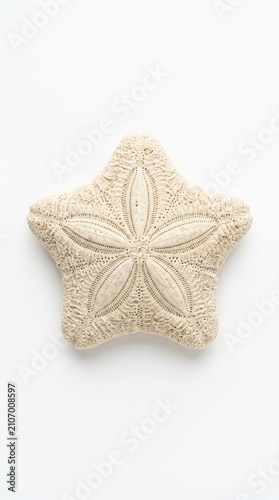 Dried sand dollar echinoderm