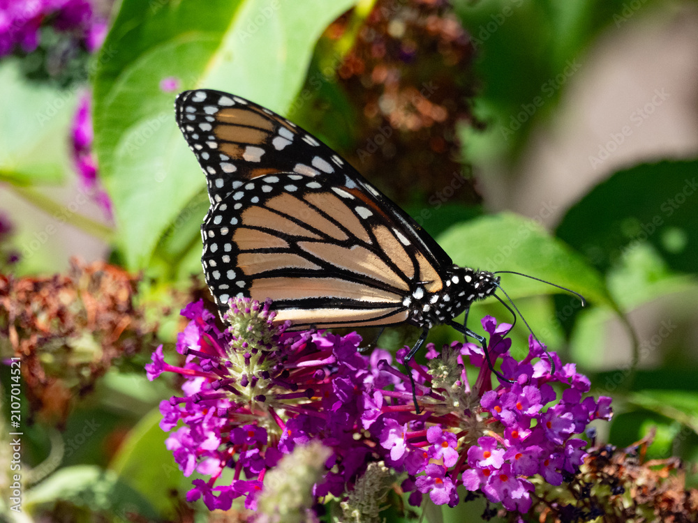 Obraz premium a monarch feeding on a butterfly bush