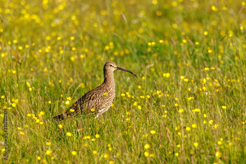 Photos Große Brachvogel (Numenius arquata)