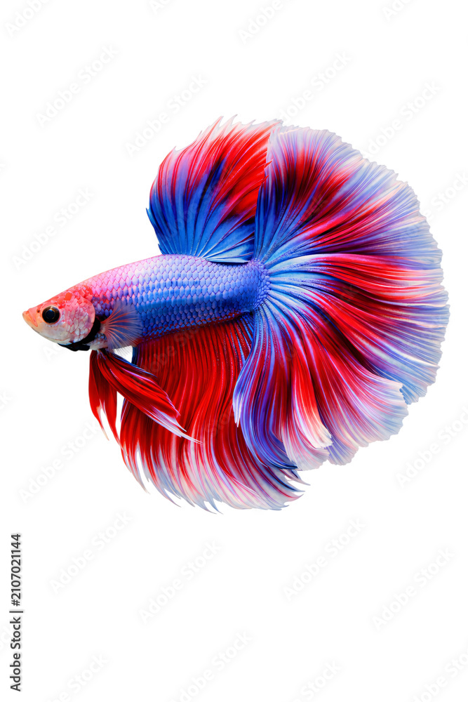 Fototapeta premium Red, white, and blue betta fish with large, png transparent