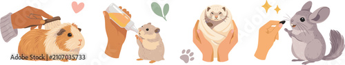 Fotografie Small pet care vector concept set with hands brushing guinea pig bottle feeding