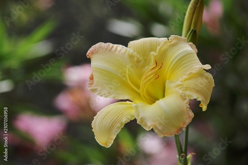 Yellow flower in the garden.  Day-Lily.  Floral background. 
