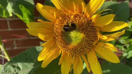 Bumblebee Feeding on a Bright Yellow Sunflower in a Summer Garden - Close-up footage of a bumblebee crawling across the centre of a vibrant yellow sunflower, gathering nectar and pollen