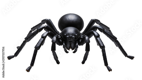 Isolated menacing black spider with shiny segmented body and detailed creepy legs