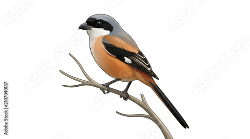Tableau sur toile Long tailed shrike bird vector illustration perching on a tree branch, isolated on white background