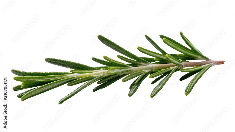 Fototapeta premium Isolated fresh aromatic rosemary sprig, a popular green cooking herb ingredient