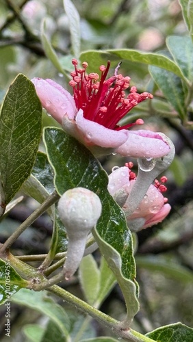 Pink Feijoa Flower with Raindrops on Evergreen Branch in Natural Light