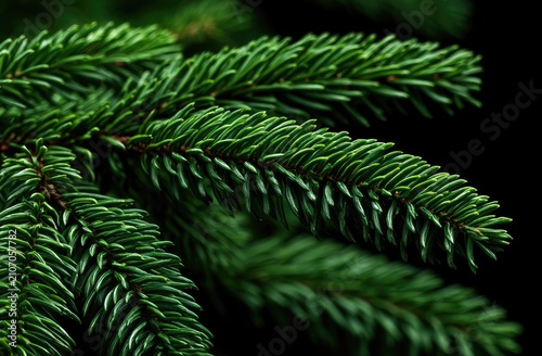 Close-up of vibrant green pine needles on a dark background