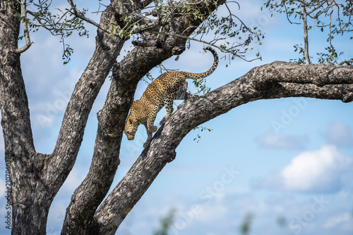 Konstfotografi Sub-adult leopard (panthers pardus) climbing down a tree on a sunny day in kruger national park, south africa