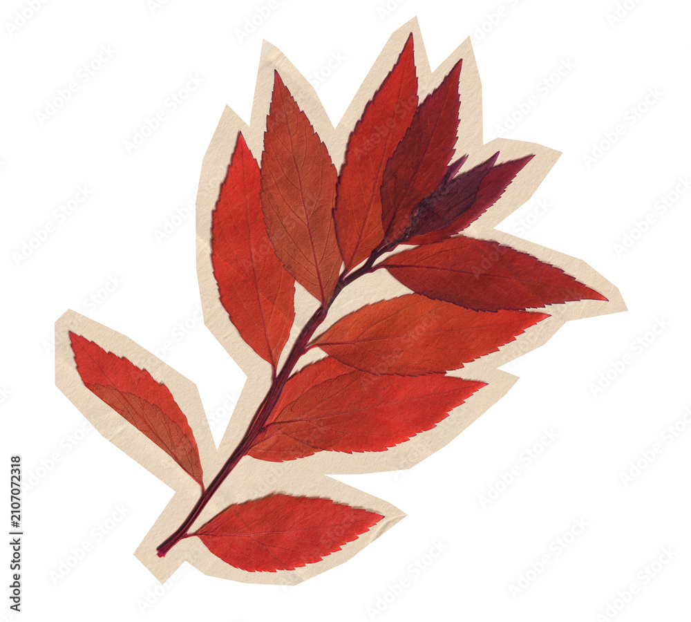 Obraz premium Retro Pressed Red Leaf Branch Cutout on Transparent Background. Dried paper scrapbook sticker with autumn foliage for journal, collage and seasonal design