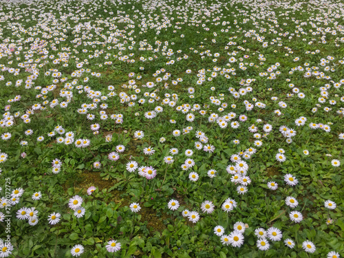 Champ de pâquerettes en fleurs au printemps