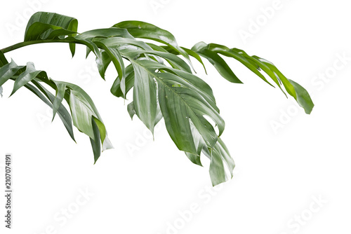 Philodendron plant grow in rain forest, transparency background in PNG file