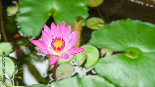 Foto Pink lotus water lily flower blooming green pond garden nature