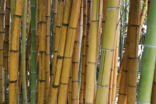Golden Bamboo Stalks with Green Leaves – Natural Background Close Up