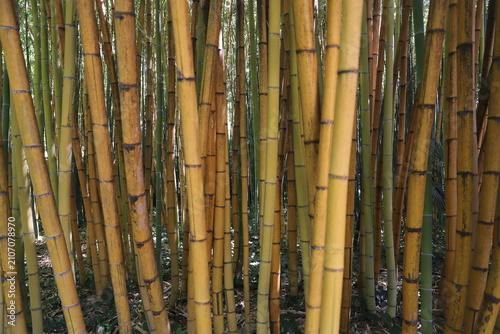 Golden Bamboo Stalks with Green Leaves – Natural Background Close Up