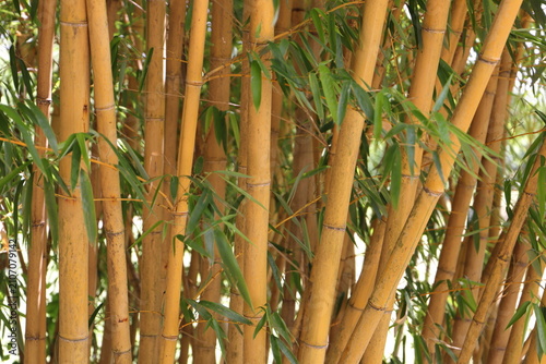 Golden Bamboo Stalks with Green Leaves – Natural Background Close Up