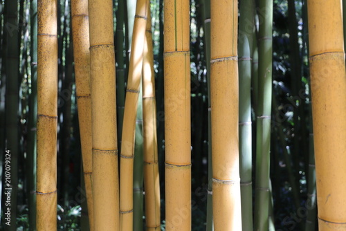 Golden Bamboo Stalks with Green Leaves – Natural Background Close Up