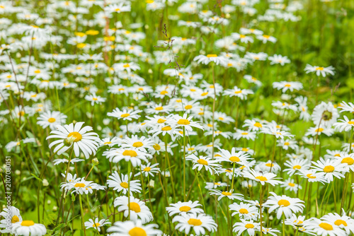 Blühende Margertien in einer Sommerwiese