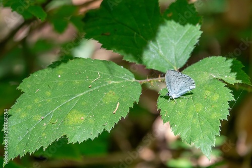 Obraz na plátne Holly blue butterfly celastrina argiolus resting on the leaf of a blackberry bra